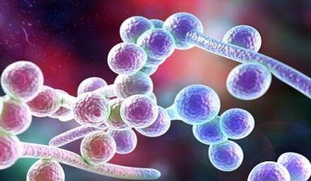 Candida ciupercă